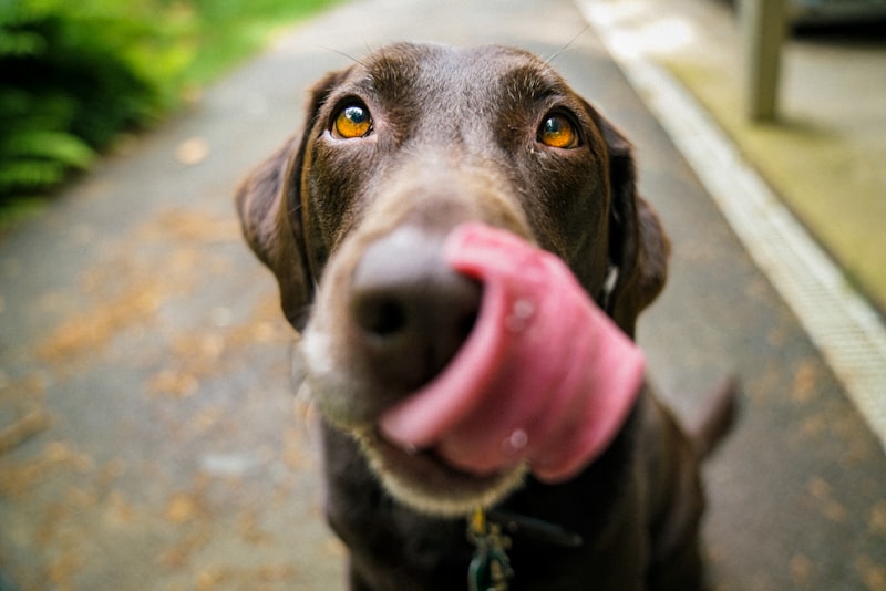 Vet recommended calming bed for anxious dogs separation anxiety