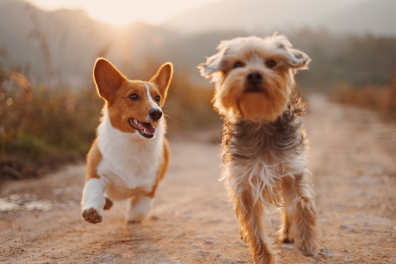 Automatic pet feeder app controlled with camera Australia