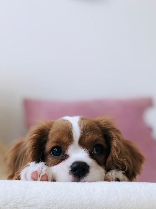 Portable paw cleaner cup for dogs