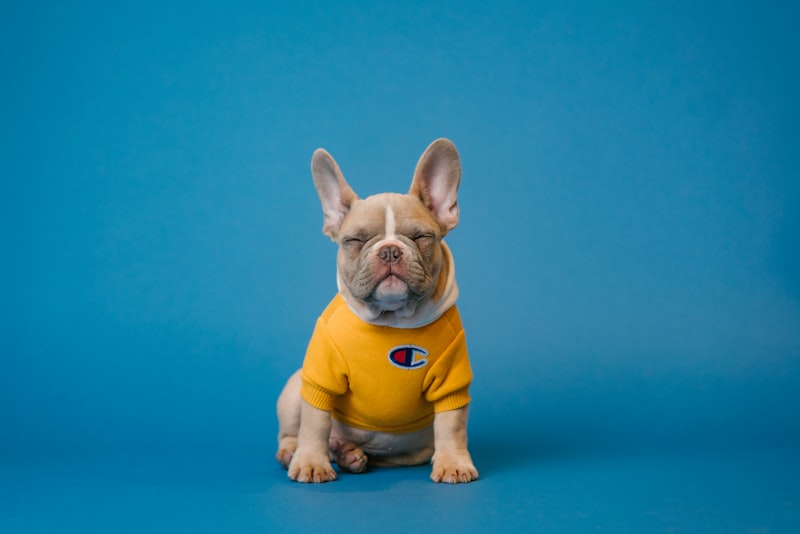 Waterproof dog raincoat for Australian weather reflective strips